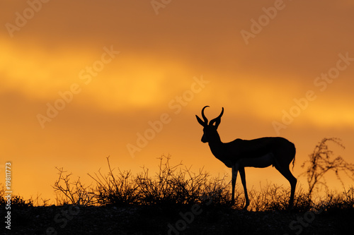 Silhouetted springbok antelope, Kalahari, South Africa