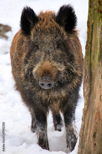 Wild boar