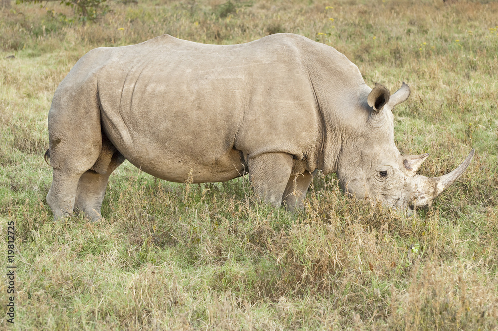 Fototapeta premium White Rhinoceros