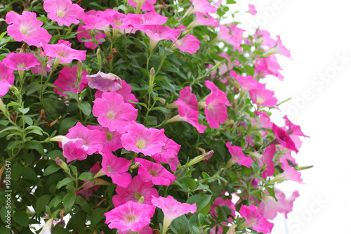 Morning glory