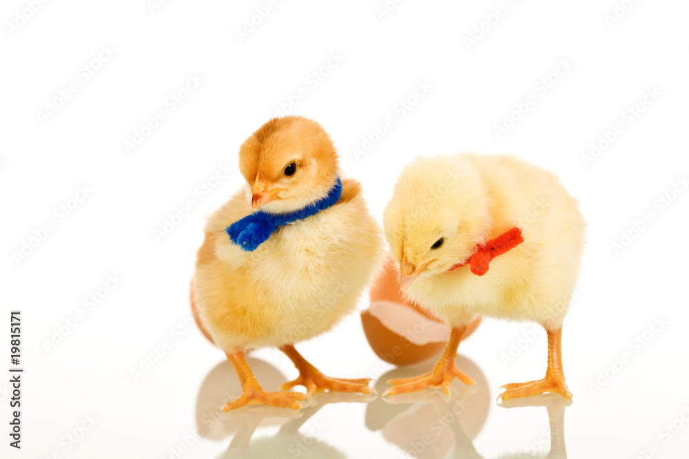 Fototapeta premium Easter party chickens - isolated