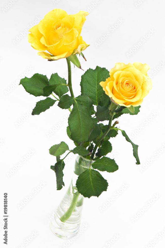 Fototapeta premium yellow roses