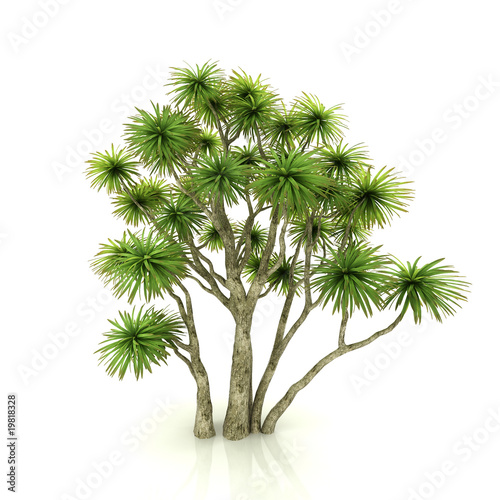 Tree isolated on a white background © Eric Milos
