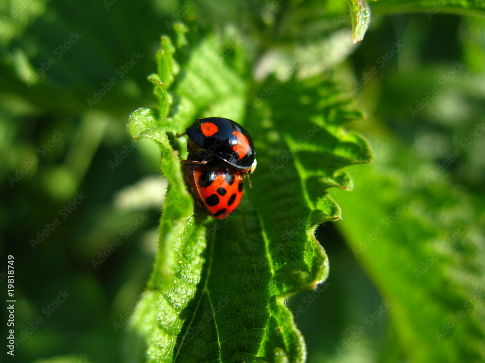 Obraz premium Marienkäfer
