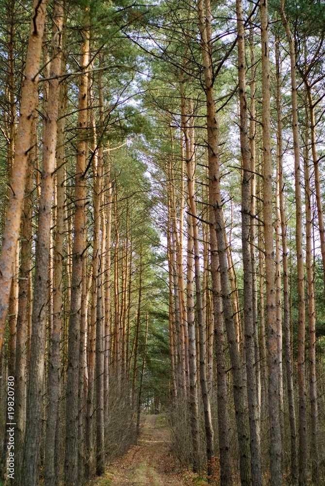 Naklejka premium day in forest