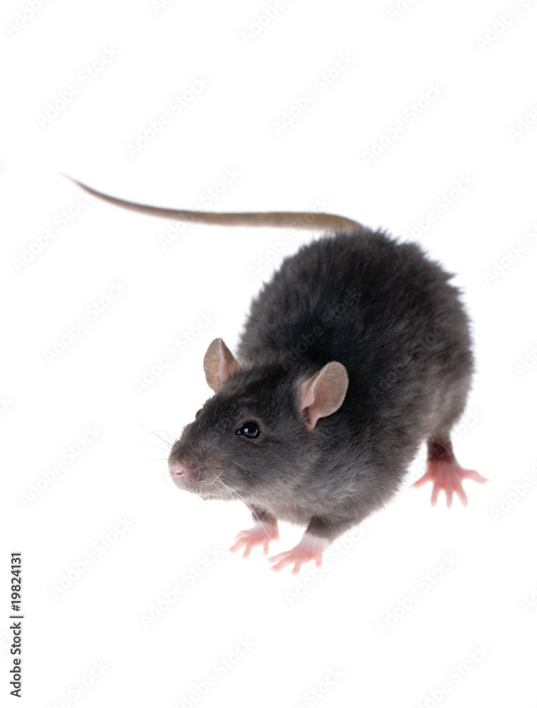 Young black rat Young black rat