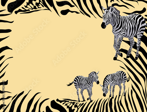 Zebras