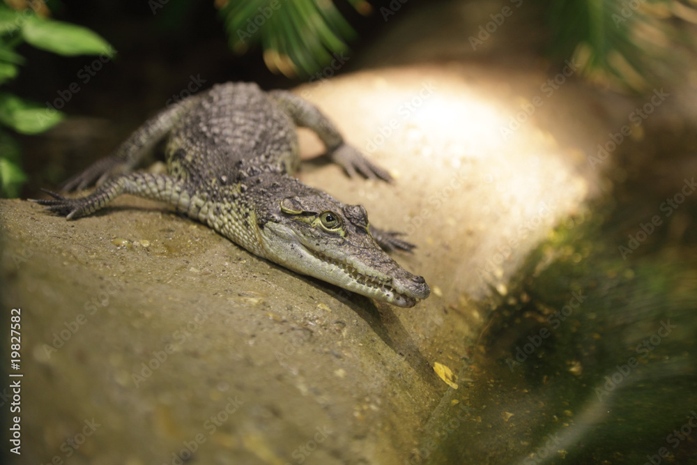 Obraz premium Morelets Crocodile - Crocodylus Moreletii