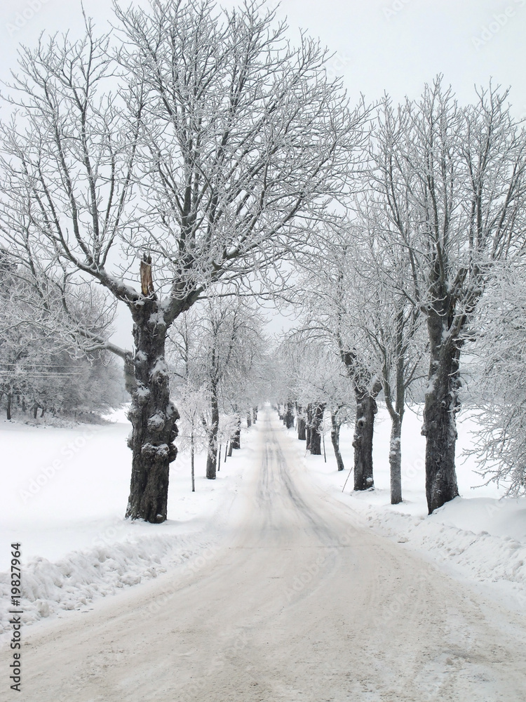 Avenue in winter