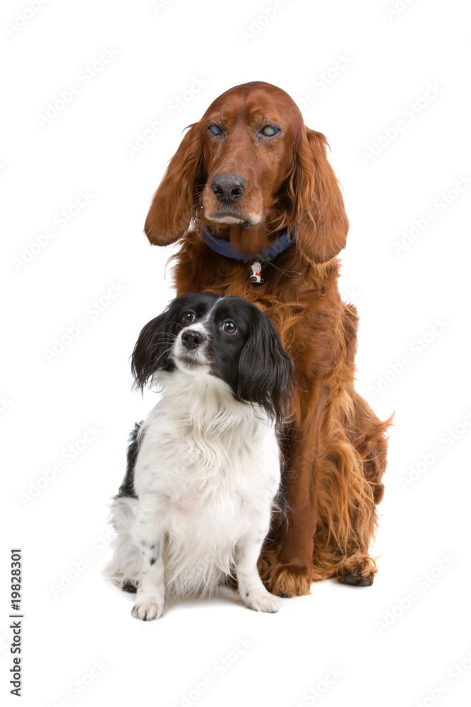 Cavalier King Charles Spaniel and a blind Irish Red Setter
