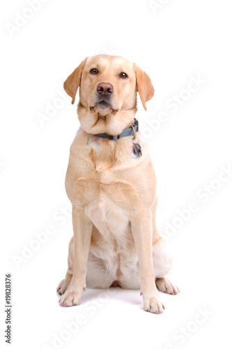 Golden retriever isolated on a white background