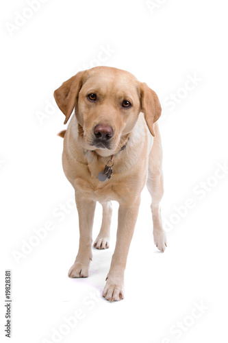 golden retriever isolated on a white background