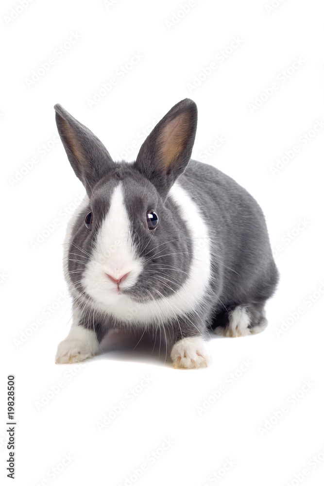 grey and white rabbit isolated on a white background grey and white rabbit isolated on a white background
