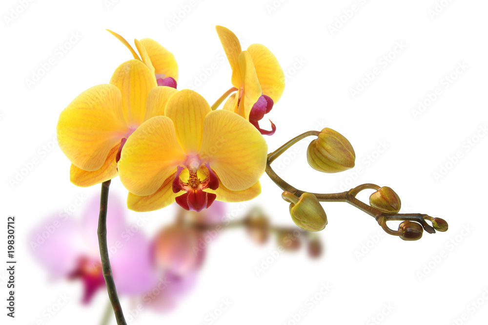 Fototapeta premium Orchideen 37