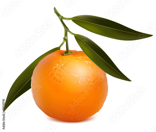 Photo-realistic vector. Mandarin with leaves.