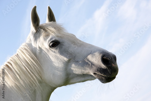 White horse © wojtek