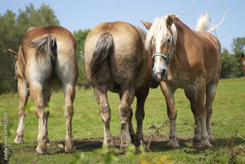 Horses in Pasture