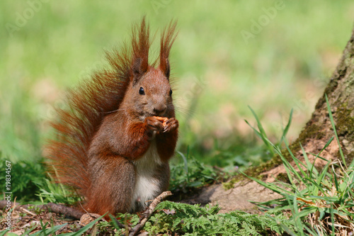 Fototapeta Red squirrel on the grass