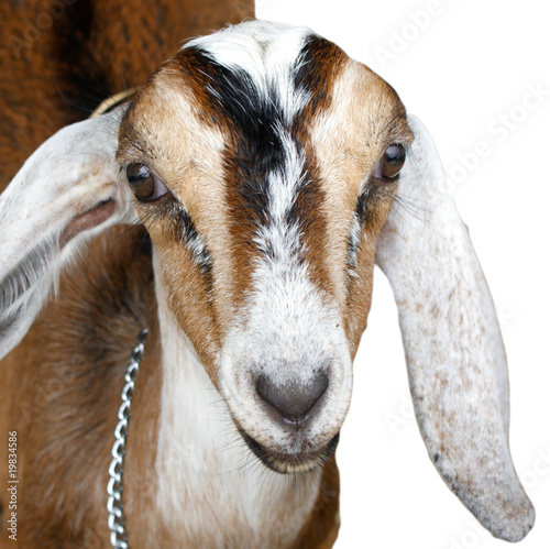 nubian ibex, goat