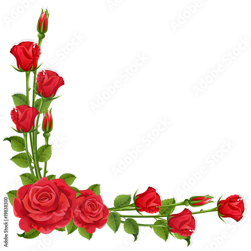 White background with red roses