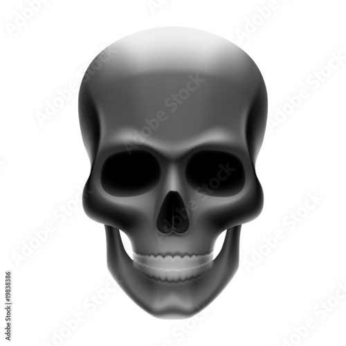Skull. Vector.
