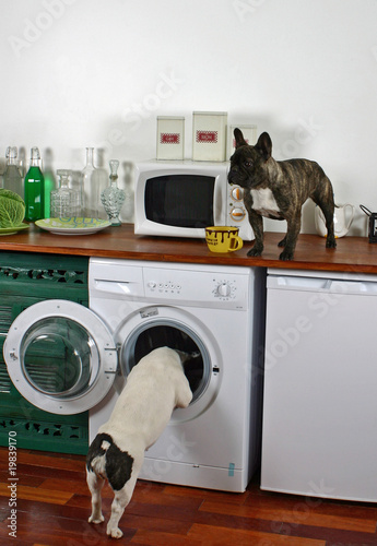 deux bouledogues faisant des bêtises dans la cuisine photo