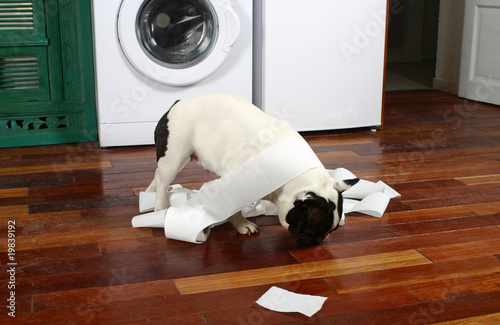 chien trompant l'ennui en déchirant du papier dans cuisine photo