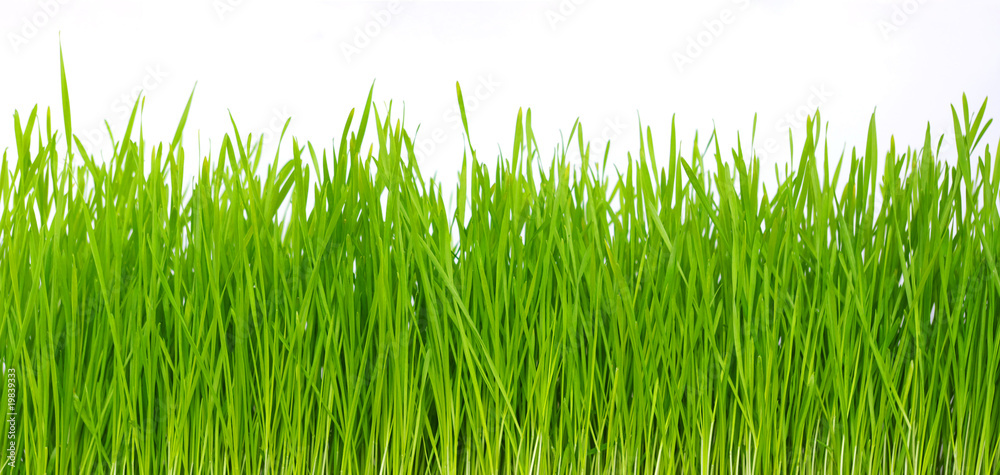 green grass green grass