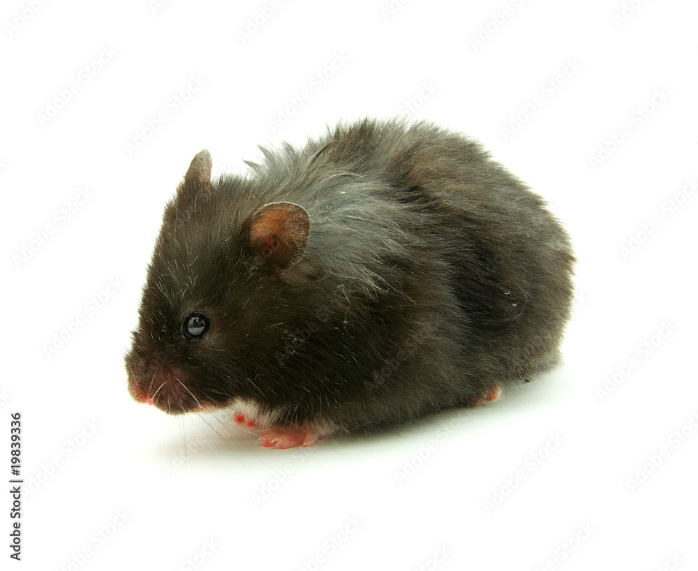 hamster hamster