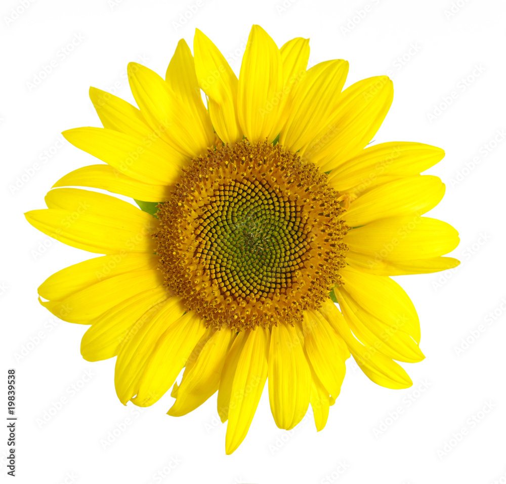 Fototapeta premium Yellow sunflower