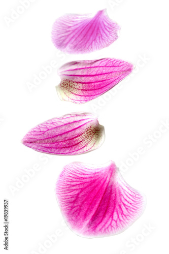 Petals of flower orchid