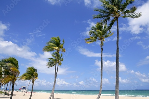 Fototapeta Naklejka Na Ścianę i Meble -  Fort Lauderdale tropical beach palm trees