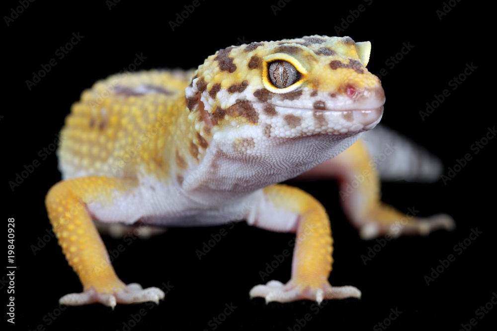 Obraz premium leopard gecko