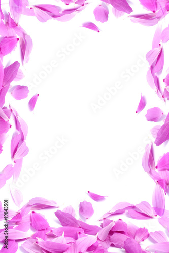 Petals of flowers