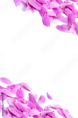 Petals of flowers