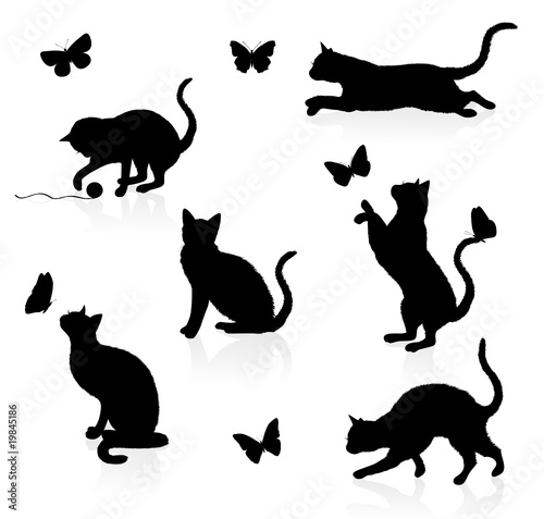 Cats and butterflies.