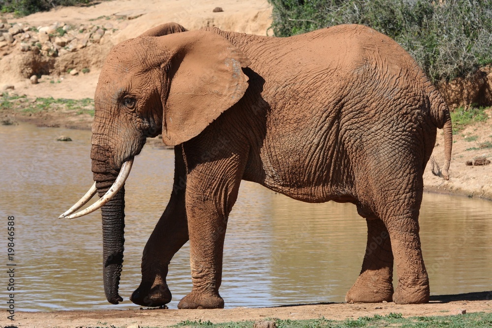 African Elephant