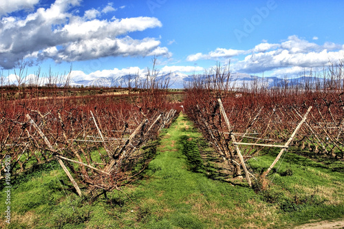 agricolture background