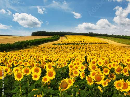 sunflower field © Stanisa Martinovic