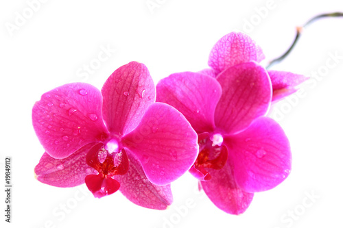 orchidee pink