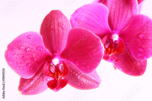 orchidee makroaufnahme