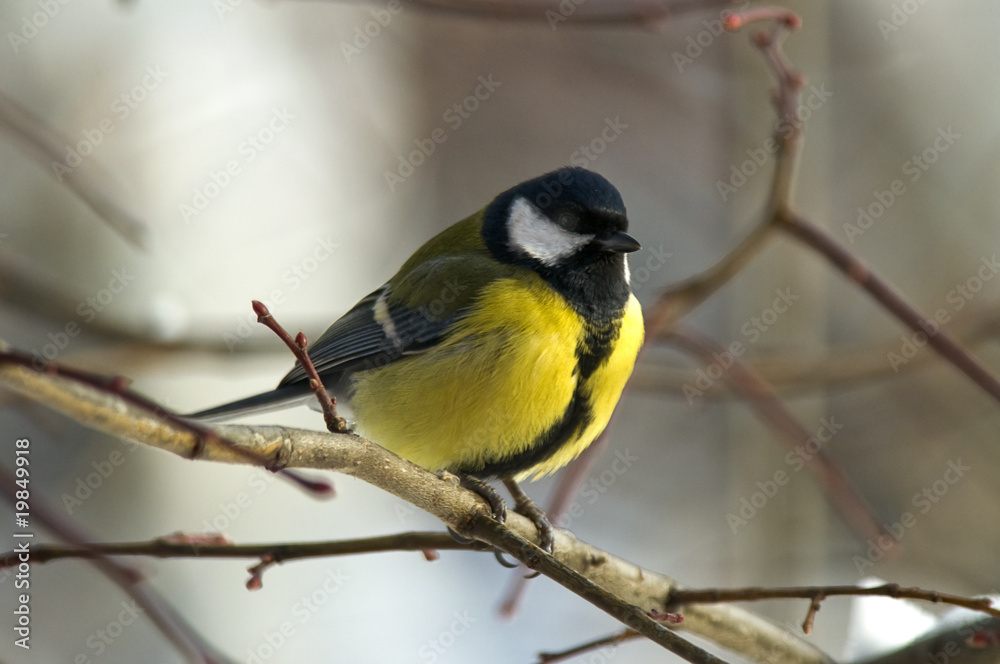 great tit