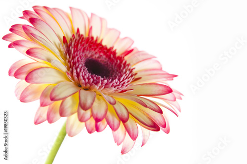 Gerbera