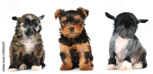 Fototapeta Naklejka Na Ścianę i Meble -  Group of puppies lap dogs breed