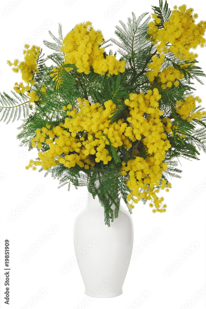 Obraz na plátně Bouquet de mimosa