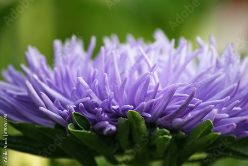 Aster