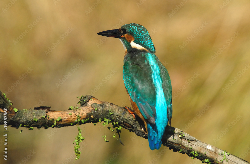 Fototapeta premium Martin pescador