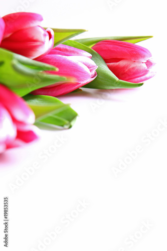 blumenhintergrund,tulpen