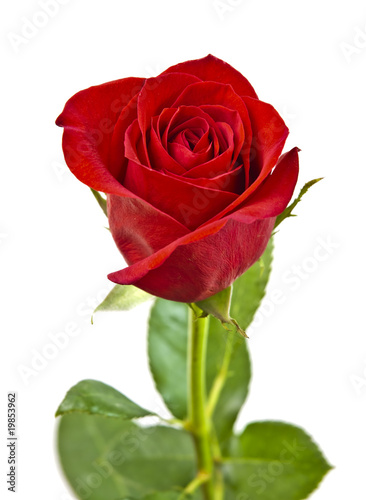 Red rose with green leaves. Isolated on white background.