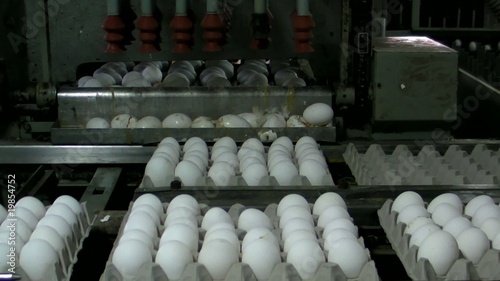 Sorting and packing chicken egg on automatic line